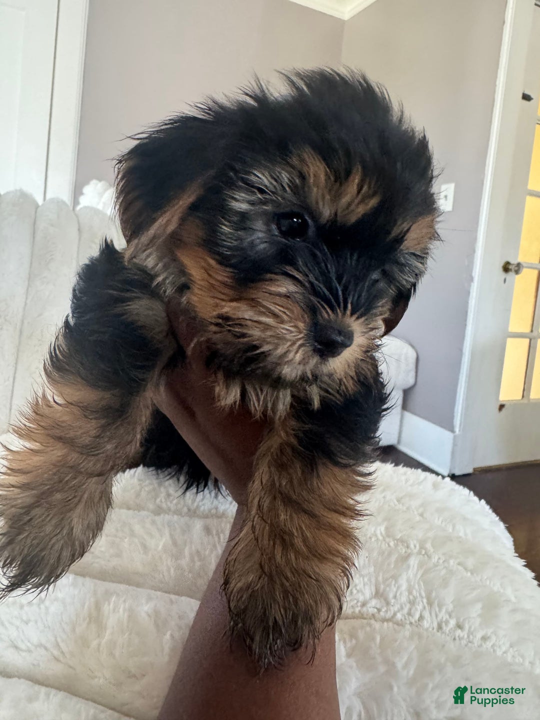 Yorkshire Terrier dogs for sale: Diva - Image 3