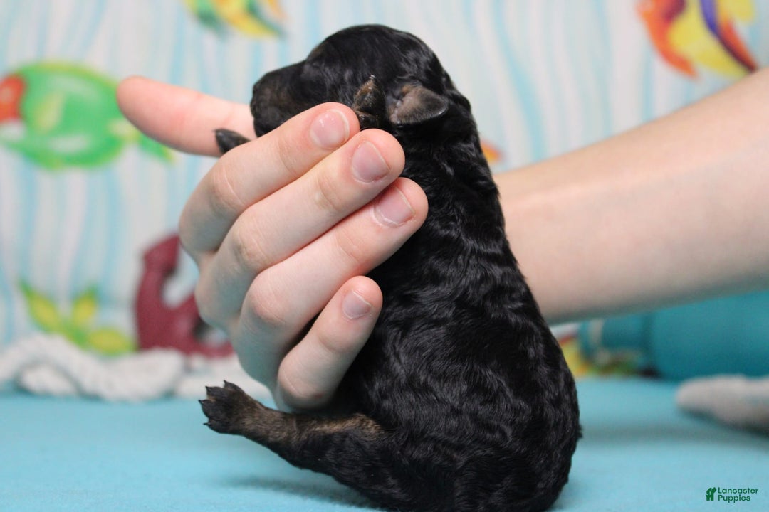 Toy Poodle dogs for sale: Jett - Image 3