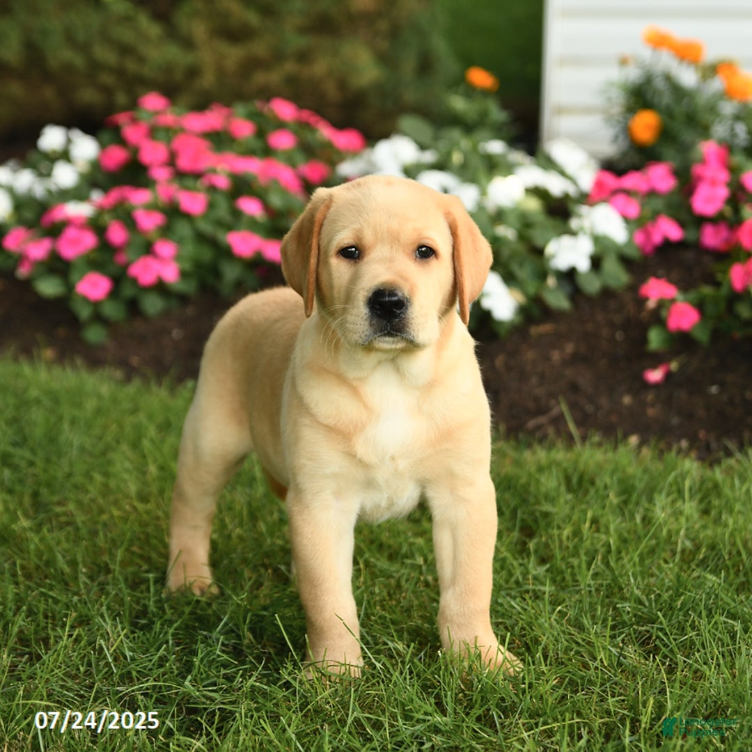 Labrador Retriever dogs for sale: Sparkey - Image 4