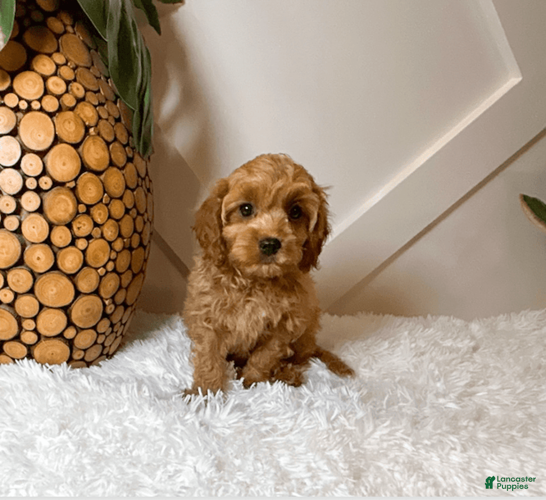 Cavapoo dogs for sale: Zane - Image 4