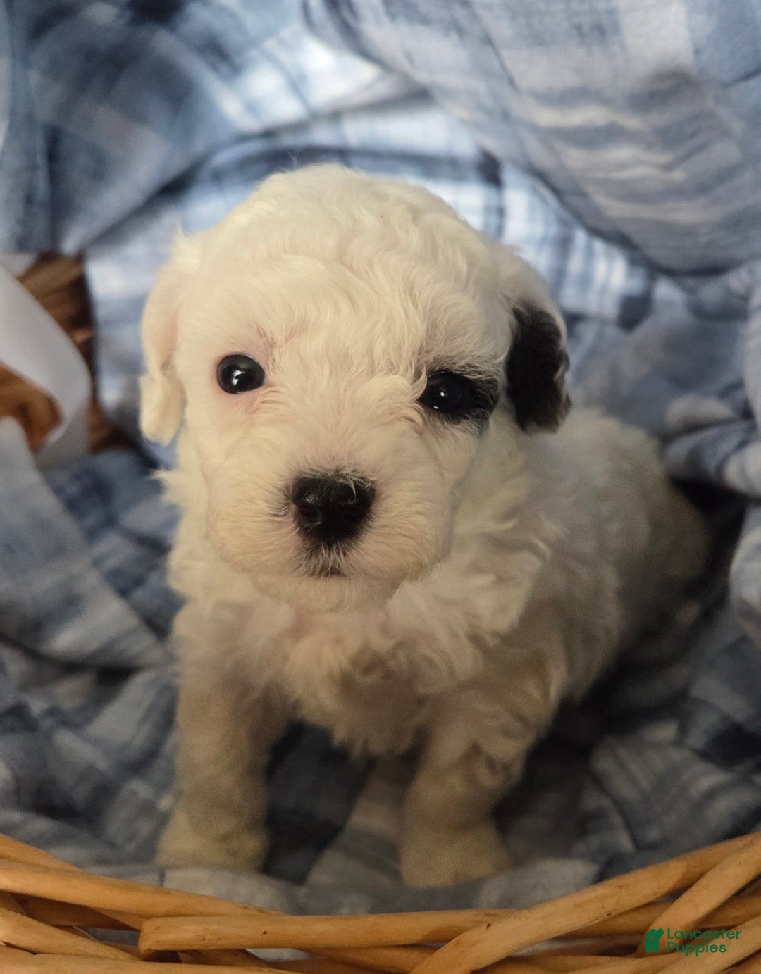 Toy Poodle dogs for sale: Paisley Number 1 Girl - Image 3