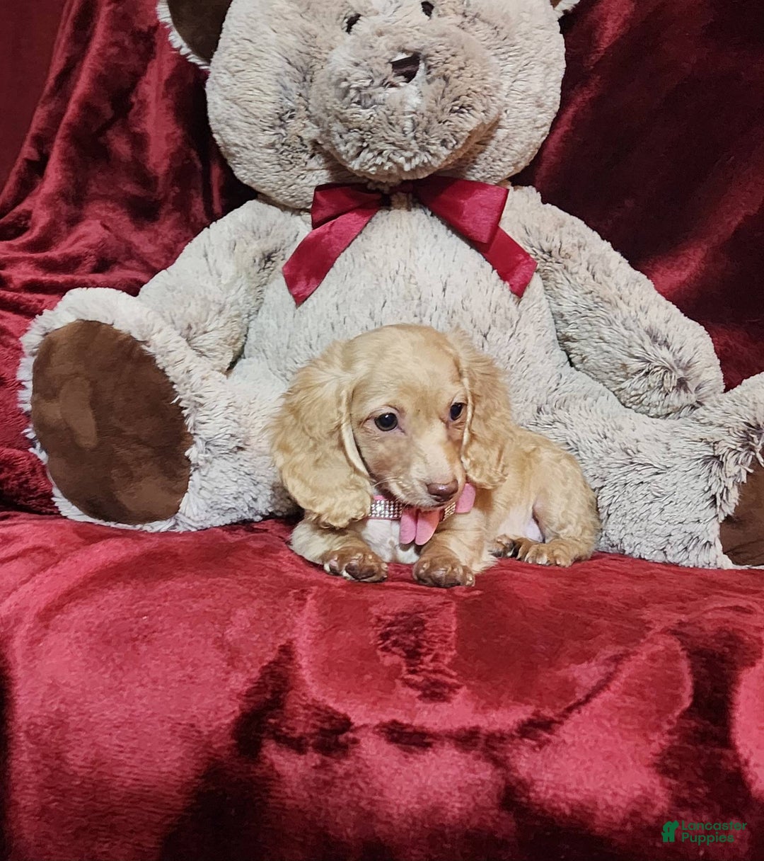 Miniature Dachshund dogs for sale: RAYA - Image 9