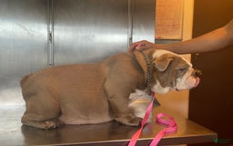 English Bulldog dogs for stud: Gucci - Image 13