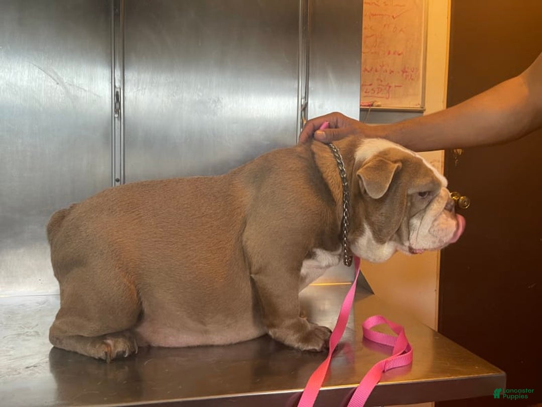 English Bulldog dogs for stud: Gucci - Image 13