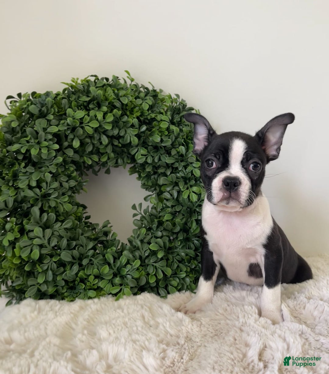 Boston Terrier dogs for sale: Delilah - Image 4