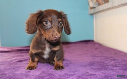 Dachshund dogs for sale: Dachshund 4 puppies - Image 30