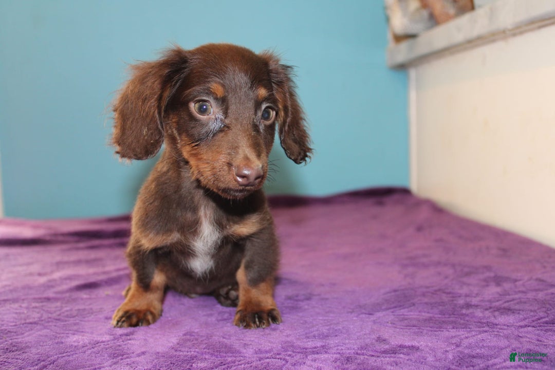 Dachshund dogs for sale: Dachshund 4 puppies - Image 30