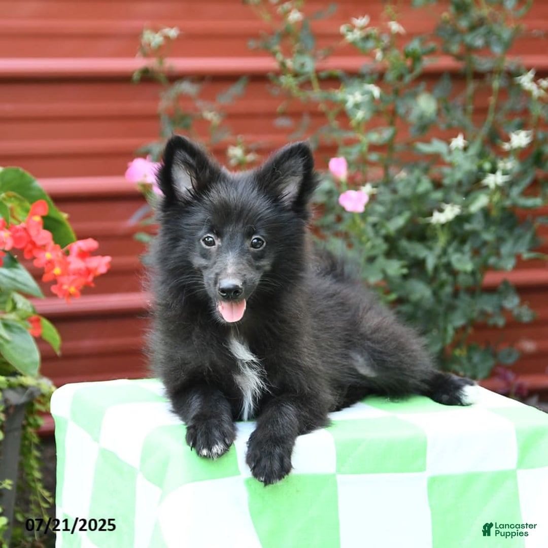 Shetland Sheepdog dogs for sale: Pepsi - Image 5