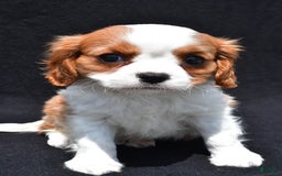 Cavalier King Charles Spaniel dogs for sale: Jethro - Image 5