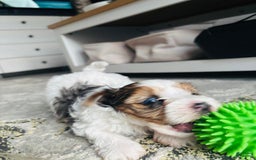 Yorkshire Terrier dogs for sale: Beanie - Image 4