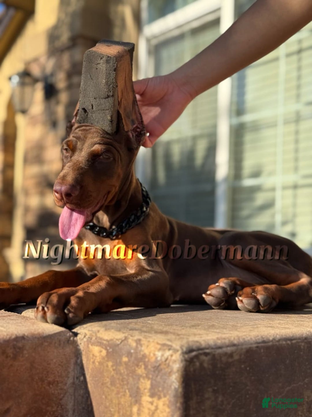 Doberman Pinscher dogs for sale: Merlot - Image 2