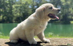 Golden Retriever dogs for sale: Nova - Image 16