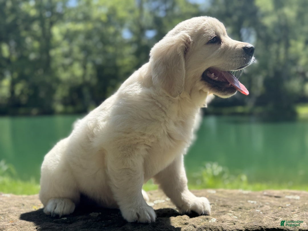 Golden Retriever dogs for sale: Nova - Image 16