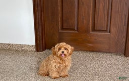 Maltipoo dogs for sale: Cody - Image 11