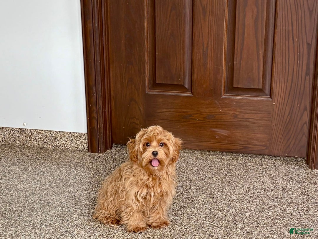 Maltipoo dogs for sale: Cody - Image 11