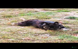 French Bulldog dogs for sale: Fluffy French Bulldog - Image 6