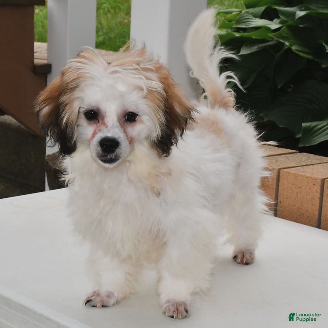 Teddy Bear dogs for sale: Bailey - Image 8