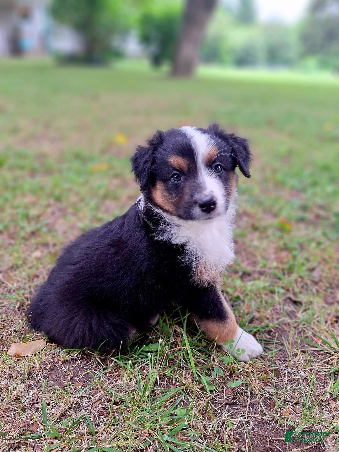 Australian Shepherd dogs for sale: Hardison - Image 13