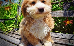 Havapoo dogs for sale: Whisky - Image 23