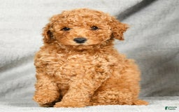Miniature Poodle dogs for sale: Drew - Image 1
