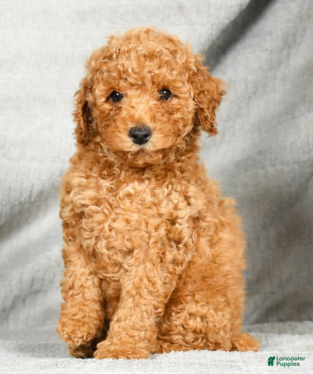 Miniature Poodle dogs for sale: Drew - Image 1