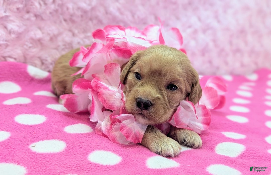 Cockapoo dogs for sale: Lydia - Image 14