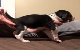 Walker Hound dogs for sale: White - Image 1