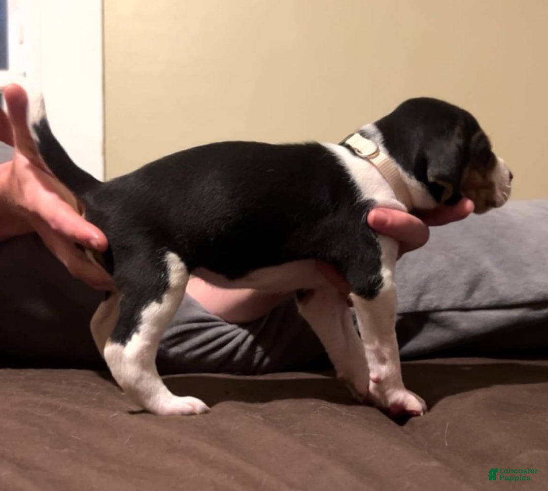 Walker Hound dogs for sale: White - Image 1