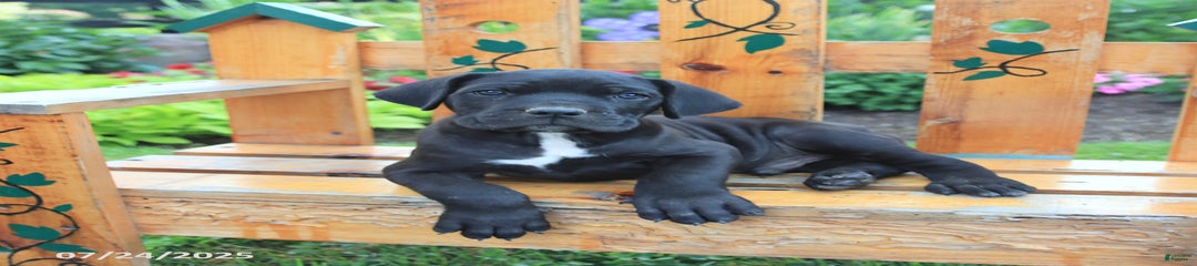 Koda