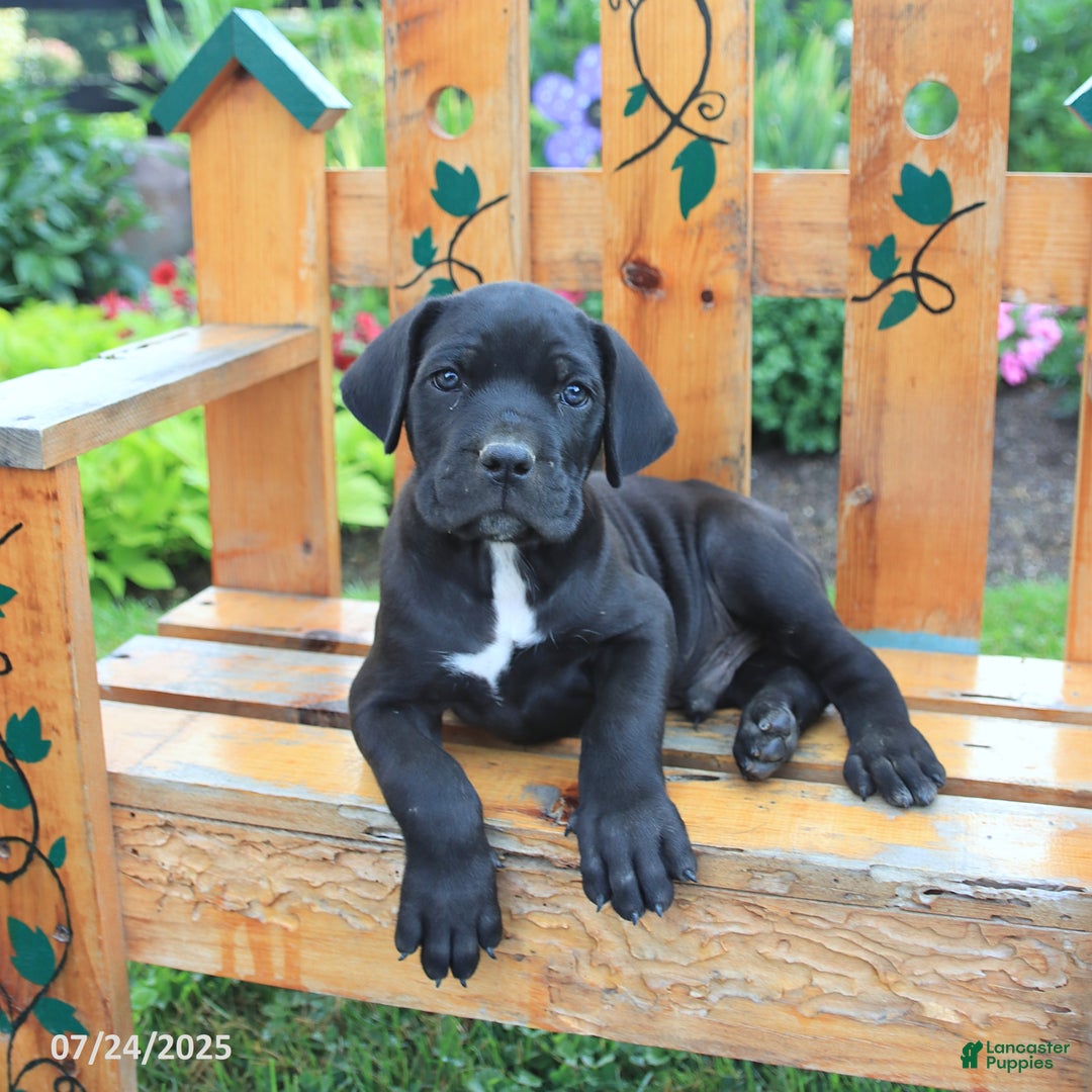 Cane Corso dogs for sale: Koda - Image 4