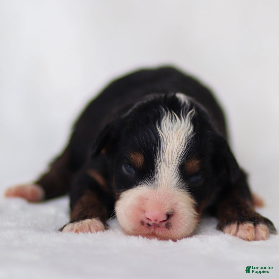 Mini Bernedoodle dogs for sale: Murphy - Image 3