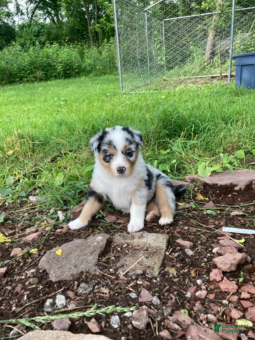 Australian Shepherd dogs for sale: Stubbs Mcgee - Image 5