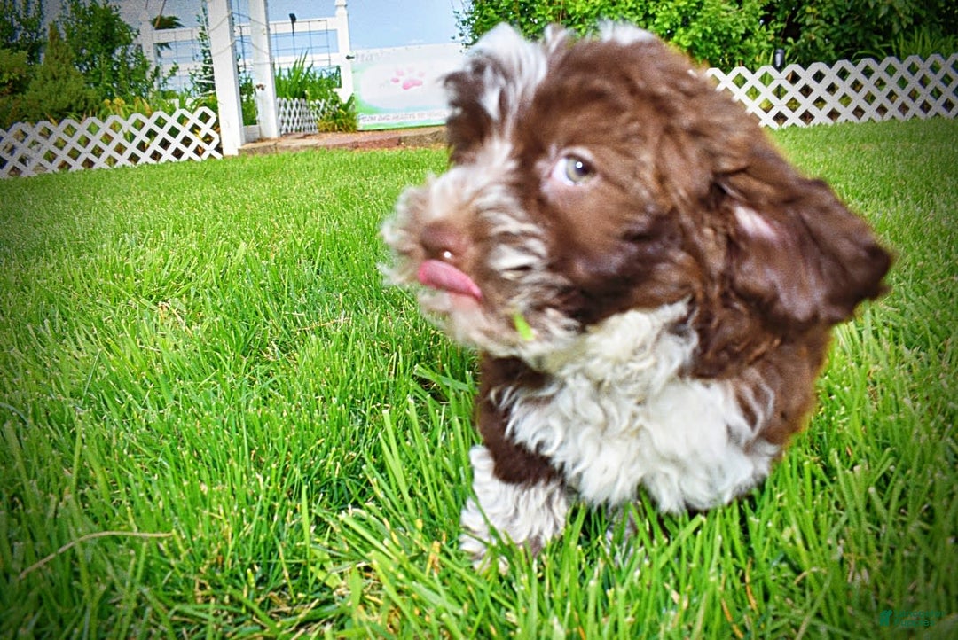Havapoo dogs for sale: Valor - Image 8