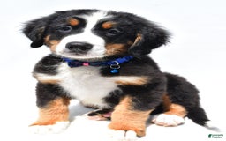 Bernese Mountain Dog dogs for sale: Kayle - Image 1