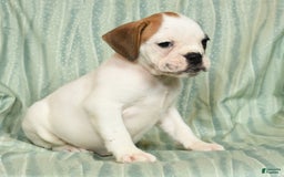 Beabull dogs for sale: Katie - Image 3