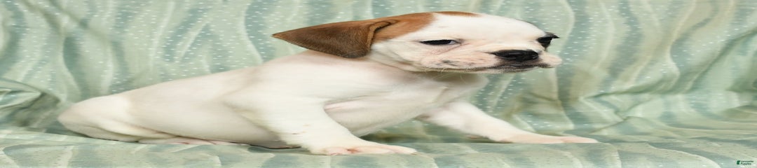 Katie