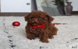 Toy Poodle dogs for sale: Eleanor - Image 7