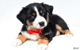 Australian Shepherd dogs for sale: Kyle - Image 2