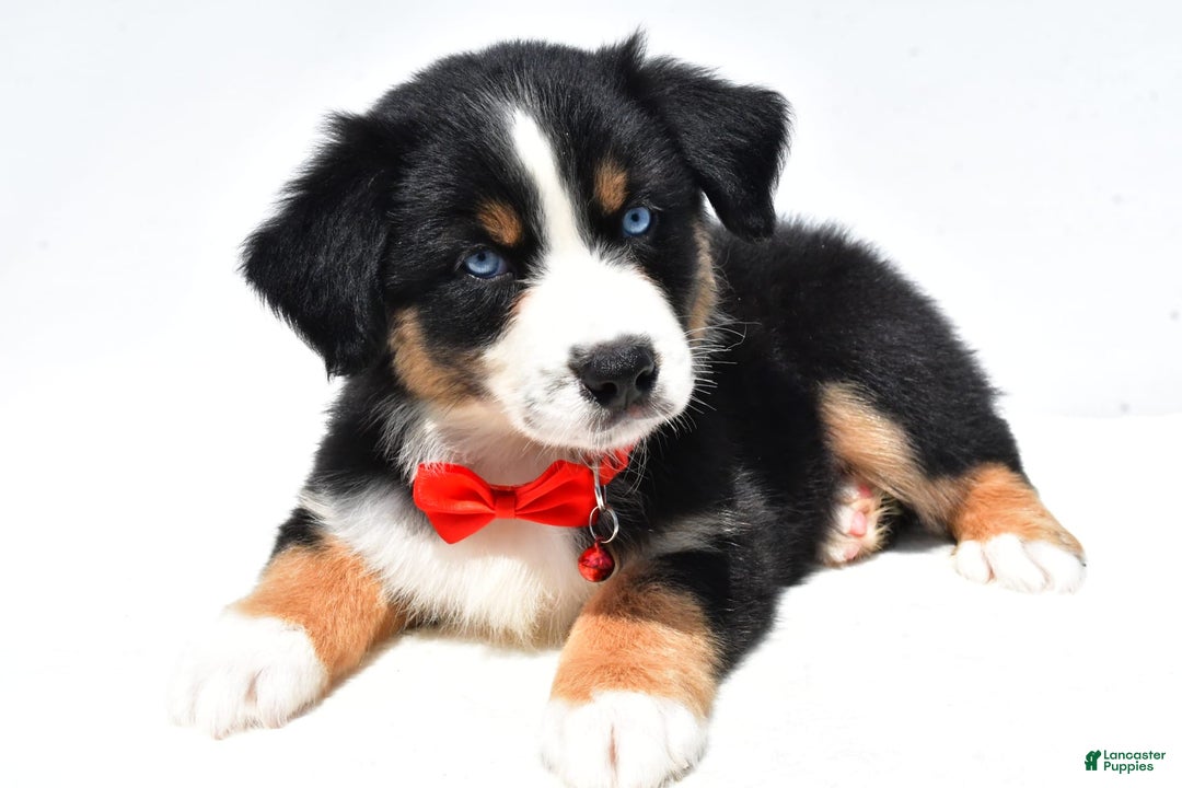 Australian Shepherd dogs for sale: Kyle - Image 2