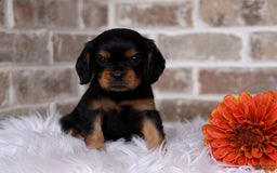 Cavalier King Charles Spaniel dogs for sale: Theo - Image 4