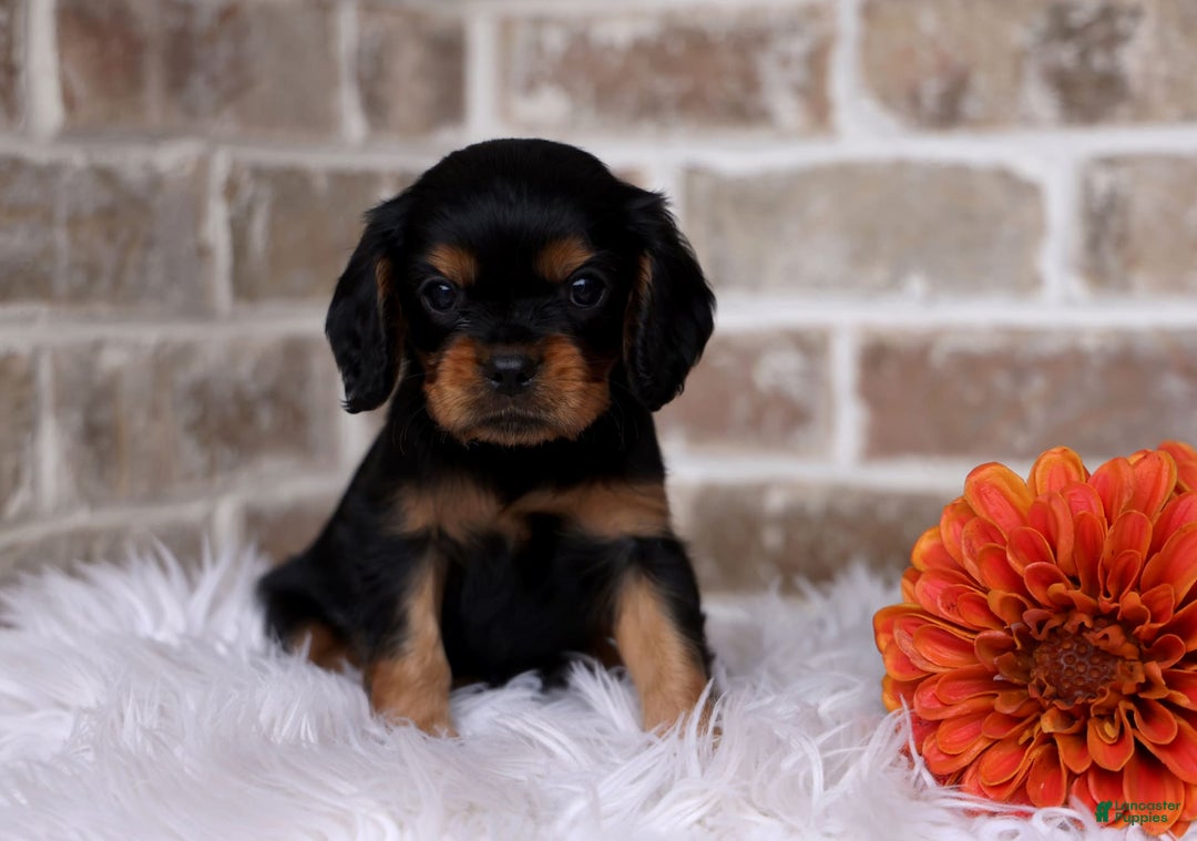 Cavalier King Charles Spaniel dogs for sale: Theo - Image 4