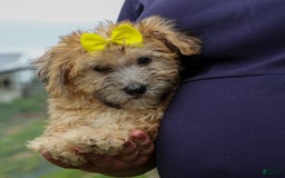 Yochon dogs for sale: Theodore - Image 12