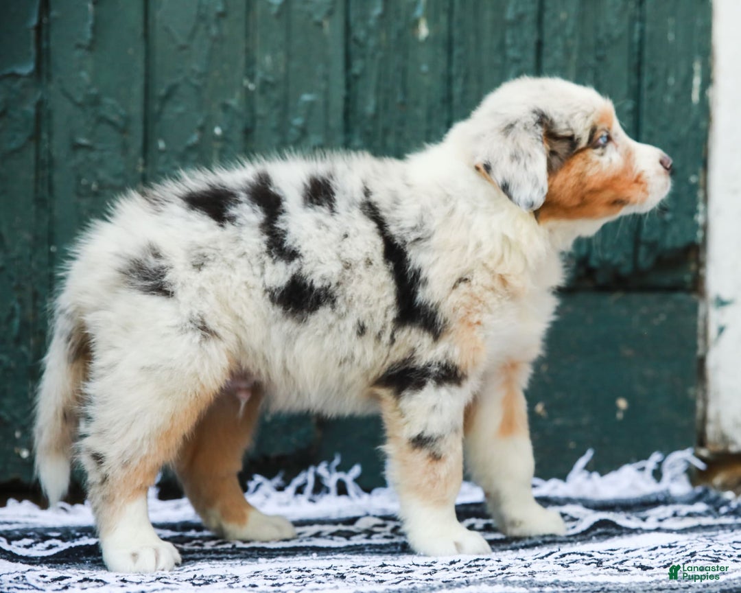 Australian Shepherd dogs for sale: Atlas - Image 7