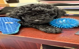 Miniature Poodle dogs for sale: Scrappy - Image 1