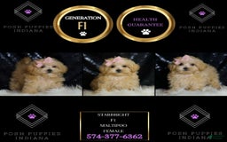 Maltipoo dogs for sale: Maltipoo 4 puppies - Image 7