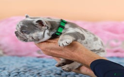 French Bulldog dogs for sale: Davis - Image 7