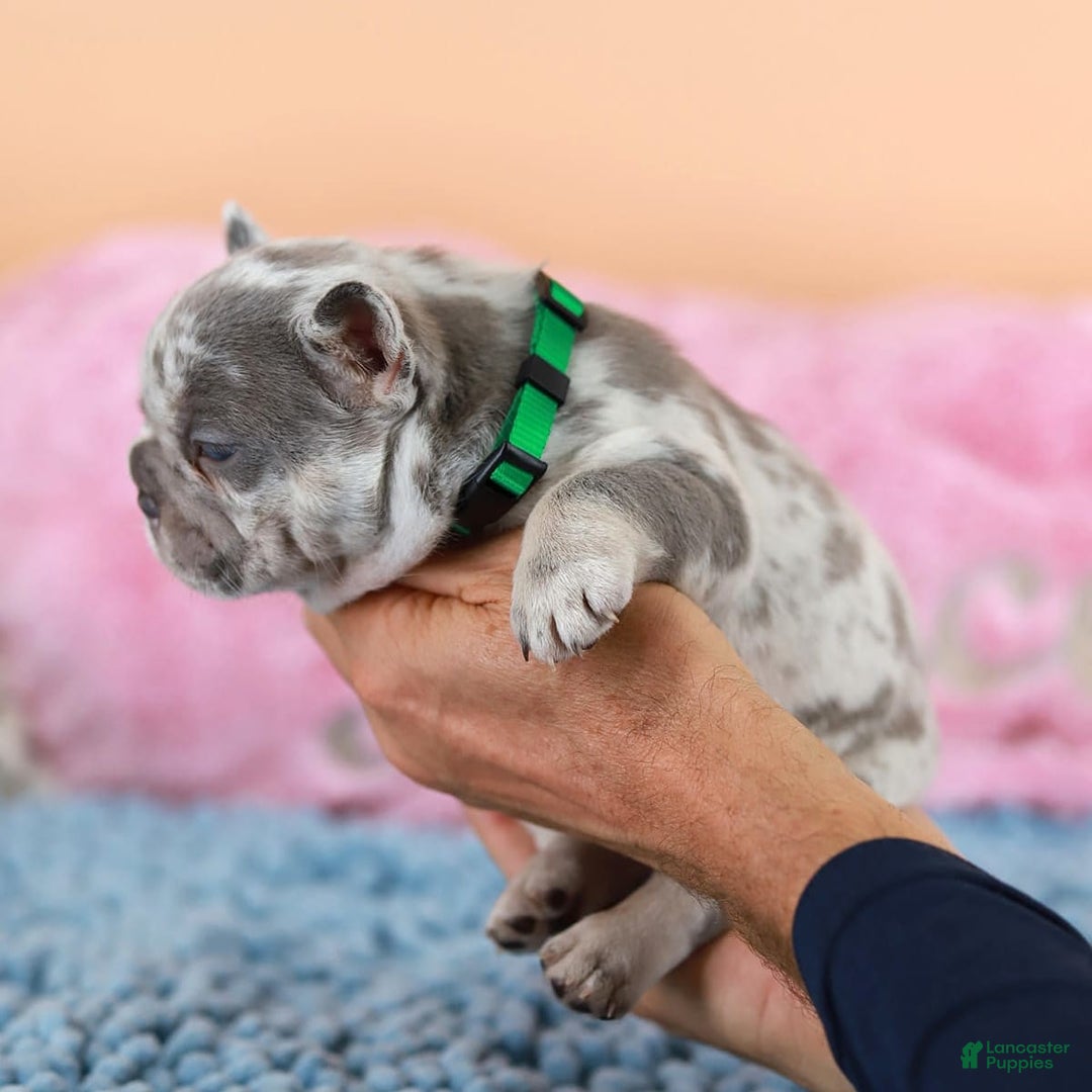 French Bulldog dogs for sale: Davis - Image 7