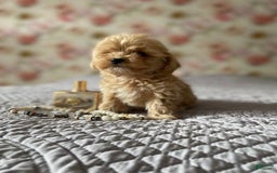 Maltipoo dogs for sale: Ray - Image 1