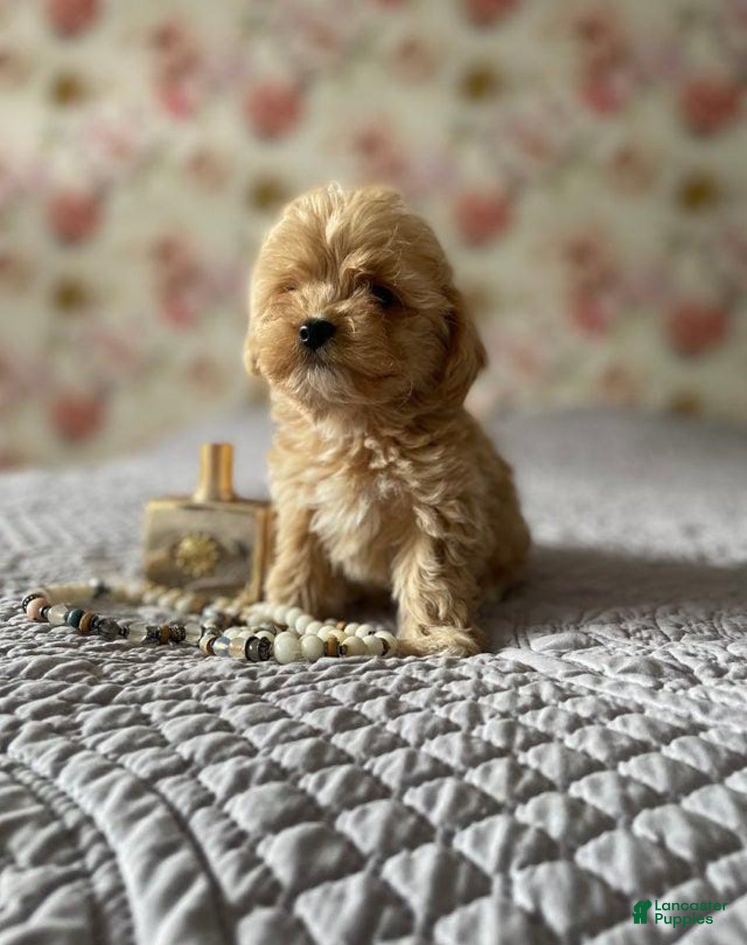 Maltipoo dogs for sale: Ray - Image 1