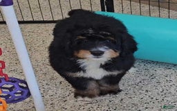 Mini Bernedoodle dogs for sale: Reef - Image 6